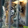 Зоопарк на Садгороде: Зима не за горами