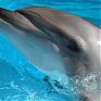 В Сочи найден застреленный дельфин