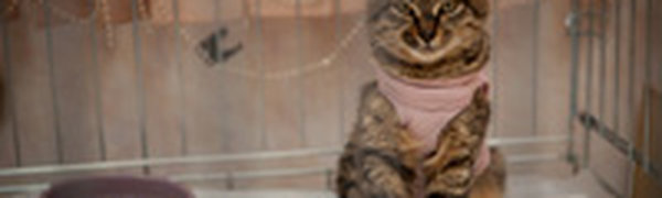 Добрый День кошек на Примпогоде: благотворительный марафон