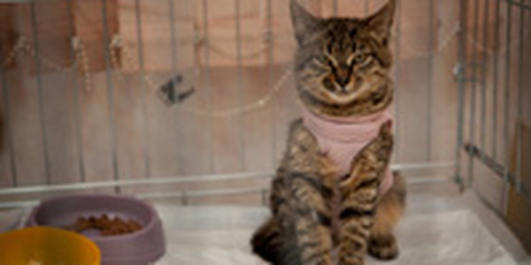 Добрый День кошек на Примпогоде: благотворительный марафон