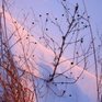 На юге России выпал розовый снег: метеорологи выяснили причины