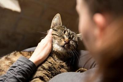 Учёные доказали пользу кошачьего мурчания для здоровья человека
