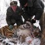  Нападавшую на лошадей тигрицу выпустили в глухую тайгу в Приморье