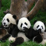 Во время китайского землетрясения панды не пострадали