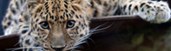 На территории оленефермы в Хасанском районе вновь появились леопарды
