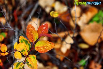 В Приморье 19 октября местами пройдут небольшие и умеренные дожди