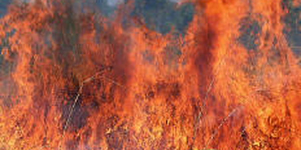 В течение суток на территории России возникло 115 очагов лесных пожаров