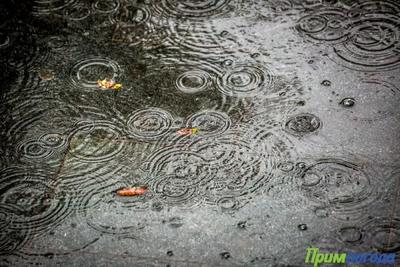 В Приморье ожидается легкое похолодание и кратковременные дожди
