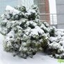 Во вторник циклон принесет снег в Приморье