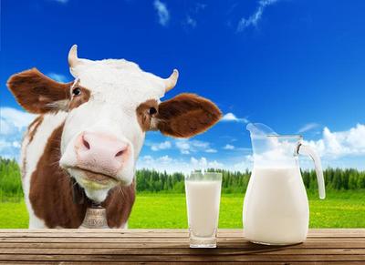 Довольные коровы дают более питательное молоко
