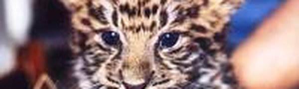 В Приморье стало больше дальневосточных леопардов