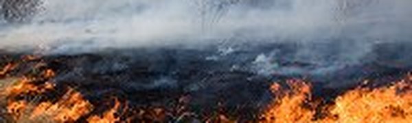 В Приморском крае бушуют лесные пожары