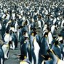 Перепись пингвинов проводится на  Фолклендских островах