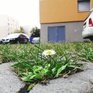 Владивостокцев штрафуют за парковку на газонах