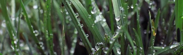 Наступившая рабочая неделя в Приморье будет устойчиво дождливой