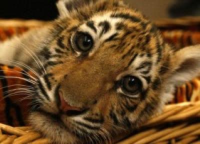 Популяция тигра в России должна увеличиться до 500 особей