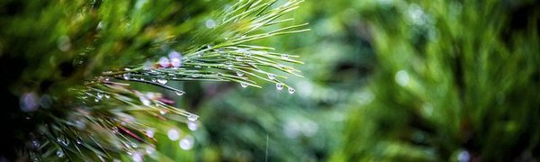 Небольшие дожди возможны в Приморье в четверг