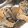 Найденные в Приморье сироты-тигрята идут на поправку