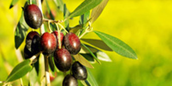 Глобальное потепление повысит урожай оливковых ферм Средиземноморья
