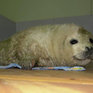 Охотники в Приморье нашли потерявшегося тюлененка