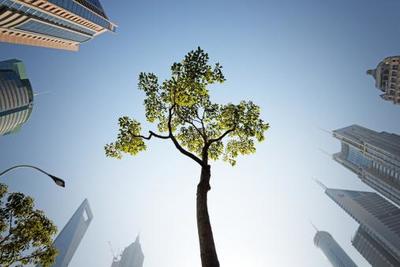 Деревья могут спасти города от грязного воздуха