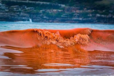Залив Петра Великого в Приморье окрасился в оранжевый цвет