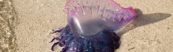 На одном из пляжей Пхукета появились ядовитые медузы
