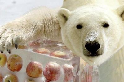Японцы спасают белого медведя от жары