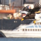 Орланы во Владивостоке-2