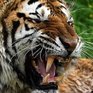 Во Владивостоке пройдет конференция по защите амурского тигра