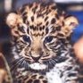 Три дальневосточных леопарда родились в Приморье