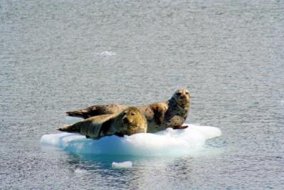 Тюленей приняли за унесенных на льдине рыбаков