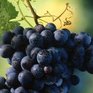 От сезонной депрессии спасет виноград