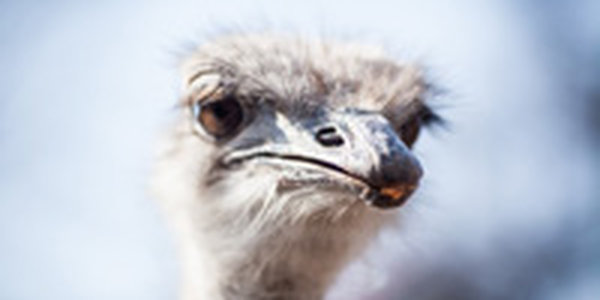 В Приморье сбежавшая с фермы страусиха Варвара напугала местных водителей