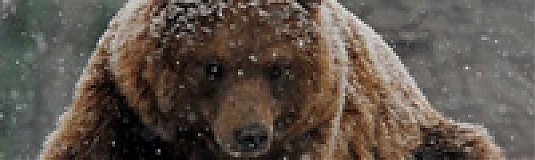 Украинские медведи не впали в спячку из-за теплой погоды