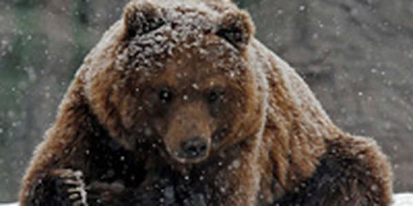 Украинские медведи не впали в спячку из-за теплой погоды