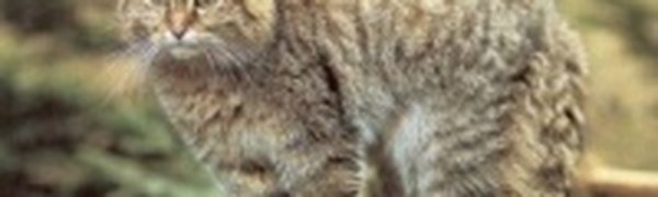 Лесной кот после аварии стал жителем сафари-парка в Приморье