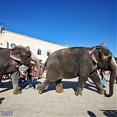 Купание слонов в солнечный день