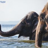 Купание слонов в солнечный день