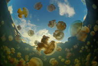 медузы в океане
