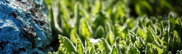 Синоптики предсказали новый мировой рекорд средней температуры