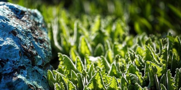 Синоптики предсказали новый мировой рекорд средней температуры