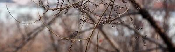 Небольшие осадки пройдут местами в Приморье в пятницу