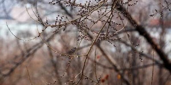 Небольшие осадки пройдут местами в Приморье в пятницу