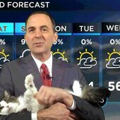 Кошка помогает вести передачу о погоде