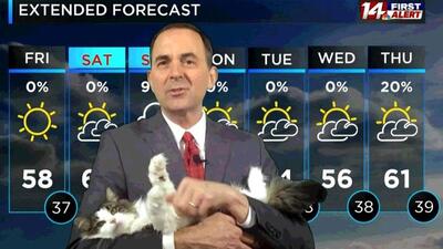 Кошка помогает вести передачу о погоде