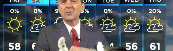 Кошка помогает вести передачу о погоде