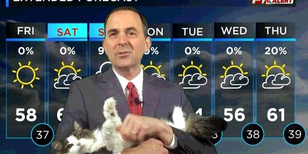 Кошка помогает вести передачу о погоде