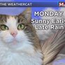 Кошка помогает вести передачу о погоде