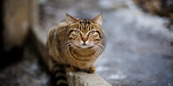 Начало недели в Приморье будет прохладным